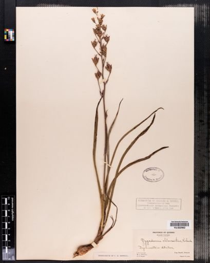 Plantae