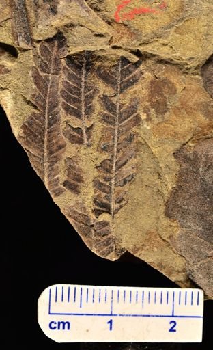 Calcaropteris boeselii