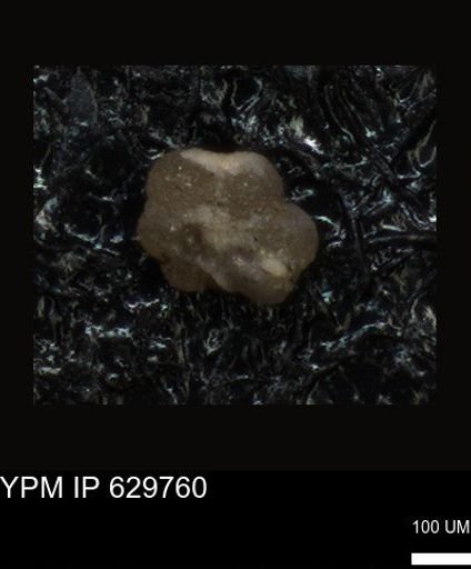 undet. Foraminiferida