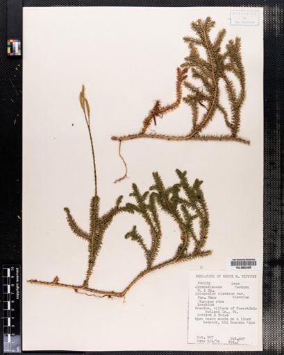 Lycopodium clavatum