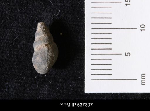 Goniobasis ortmanni