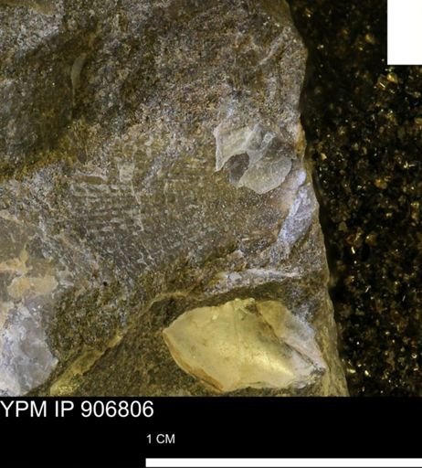 Oxytoma (Hypoxytoma) nebrascana