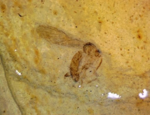undet. Hexapoda