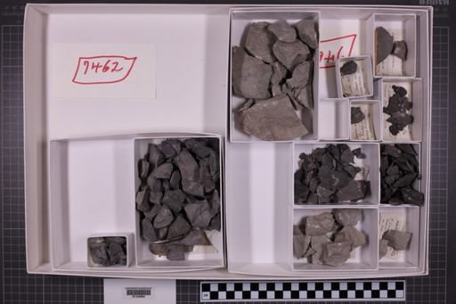 mixed taxa, stratigraphic collection