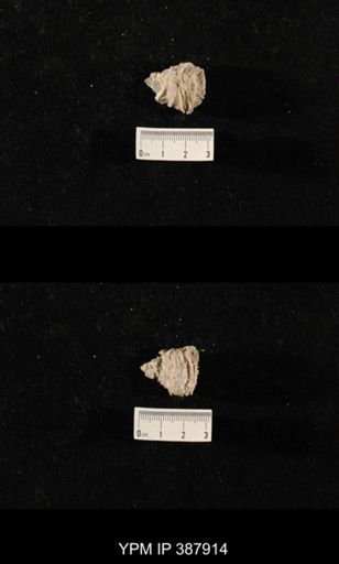Hercosia sp.