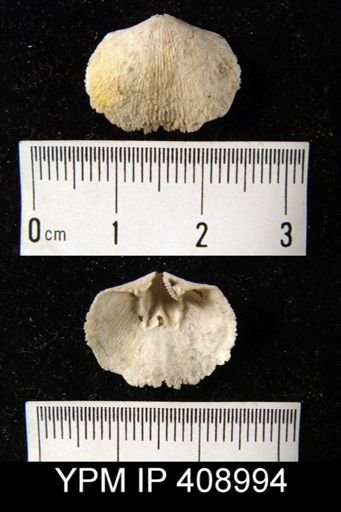 Doleroides?