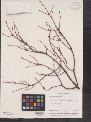 Arceuthobium pusillum