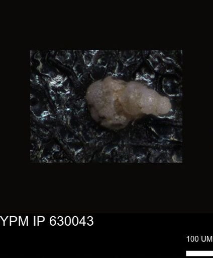 undet. Foraminiferida