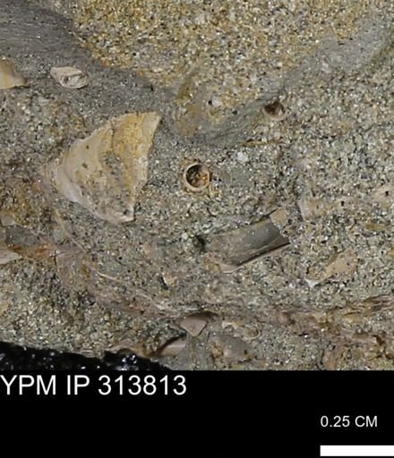 undet. Scaphopoda