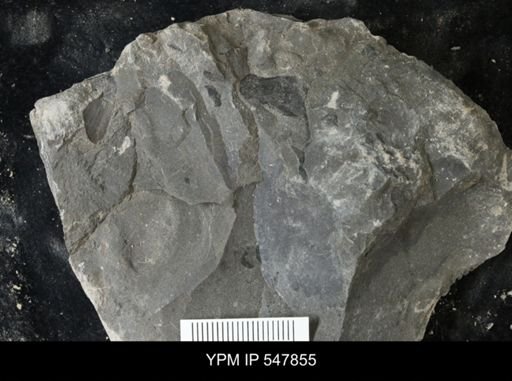 undet. Eurypterida