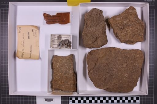 mixed taxa, stratigraphic collection
