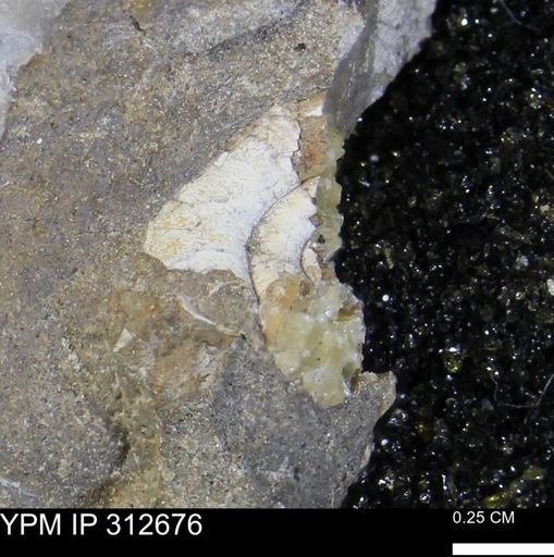 undet. Scaphitidae