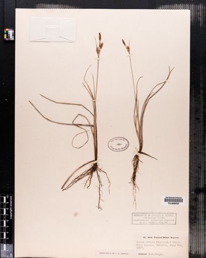 Carex livida