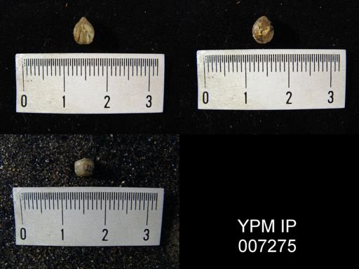 Camarotoechia acinus
