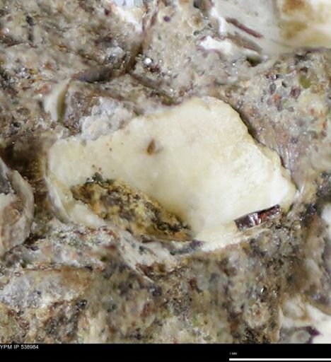 Corbulamella gregaria