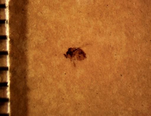 undet. Diptera