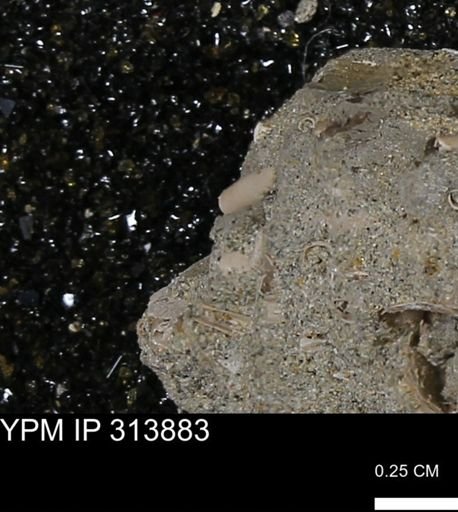 undet. Scaphopoda