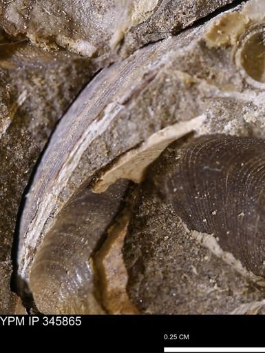 undet. Bivalvia