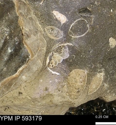 undet. Gastropoda