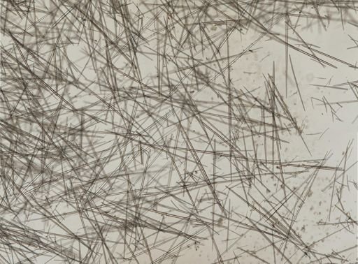 Polymastia boletiformis