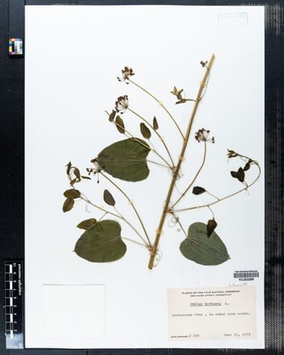 Smilax herbacea