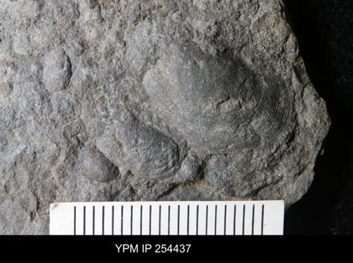 Bivalvia