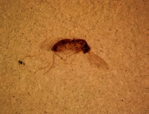 undet. Diptera