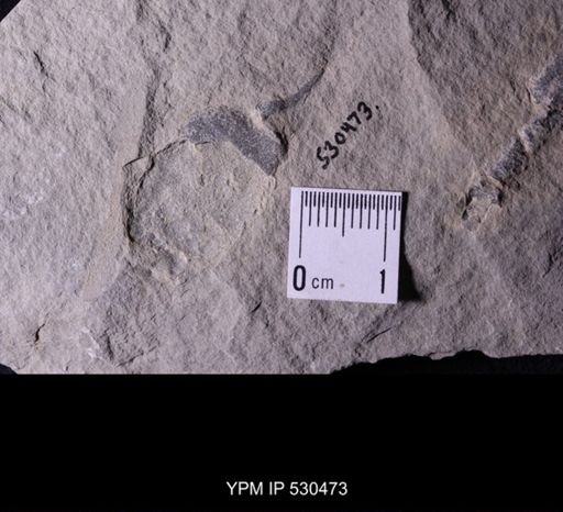 Castericystis vali