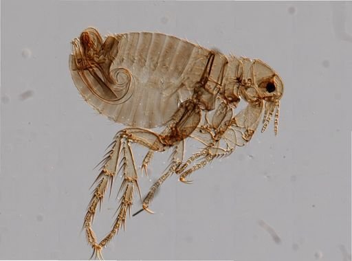 Pulex irritans