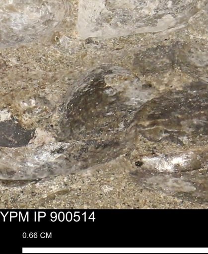 Anomia gryphorhyncha