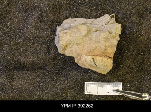 undet. Scaphitidae