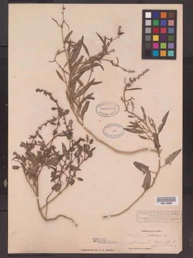 Atriplex patula
