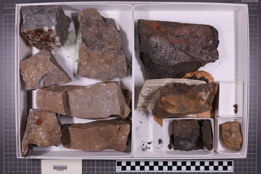 mixed taxa, stratigraphic collection