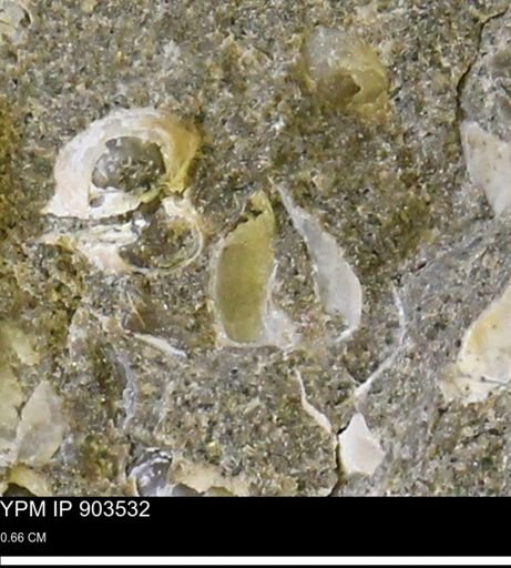 Corbulamella sp.