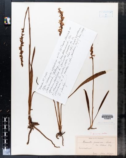 Spiranthes praecox