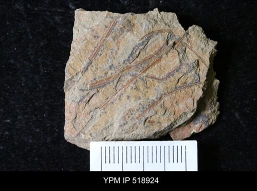 undet. Graptolithina
