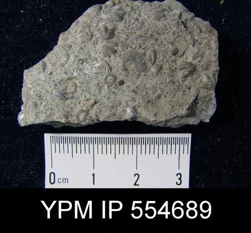 Hyattidina congesta junea
