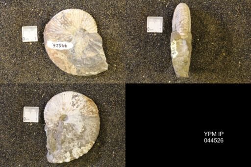 Hoploscaphites comprimus