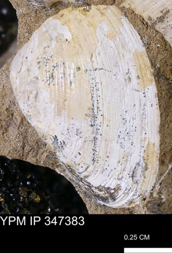 Limopsis striatopunctatus