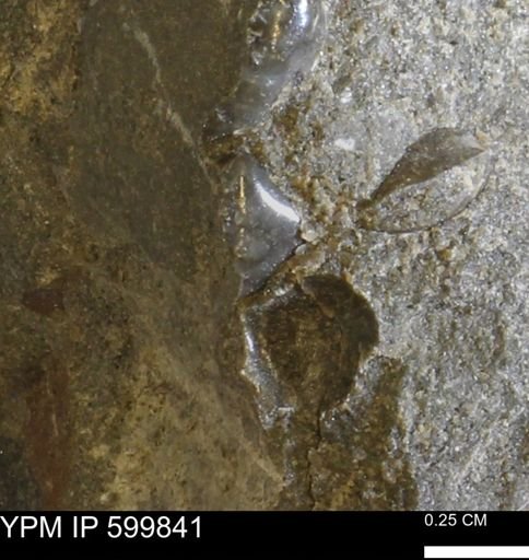 Protocardia subquadrata