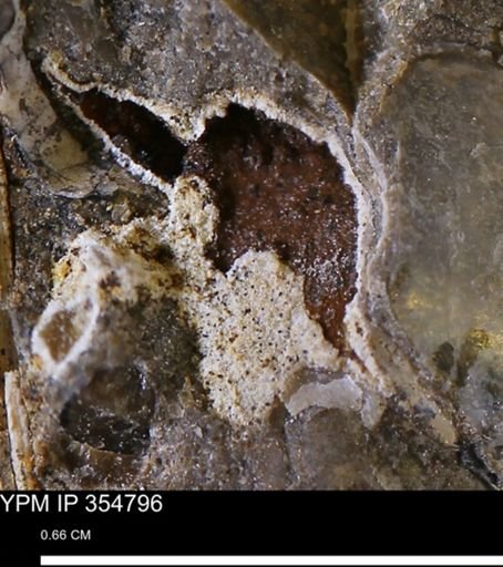 undet. Mollusca