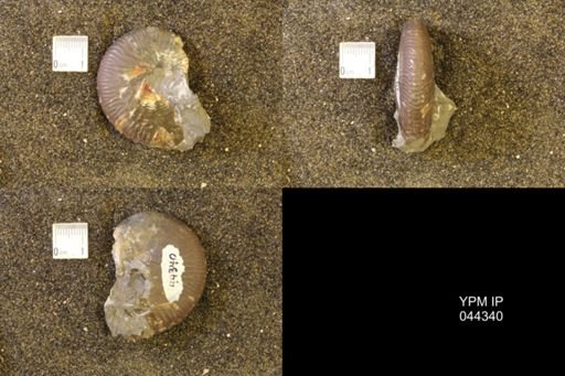 Hoploscaphites comprimus
