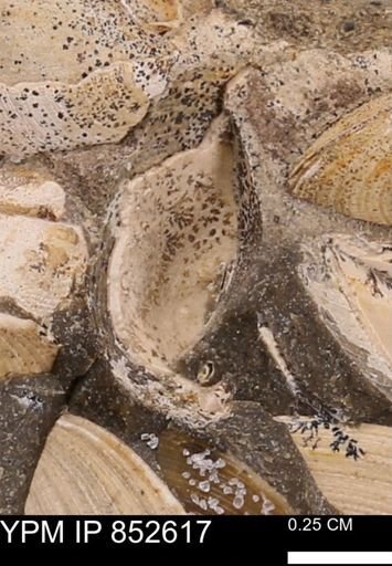 Limopsis striatopunctatus