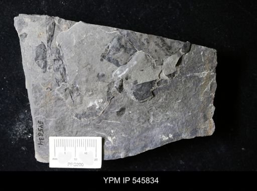 undet. Eurypterida