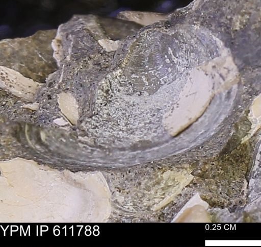 Protocardia sp.