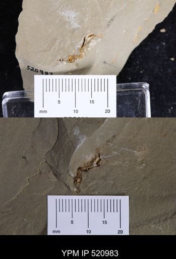 undet. Stylophora