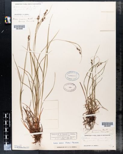 Carex swanii