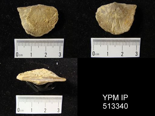 Strophonella reversa