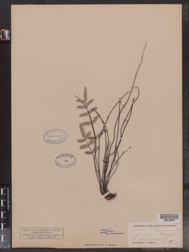 Pellaea atropurpurea