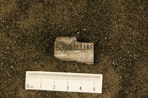 Spyroceras tenuiclathratum